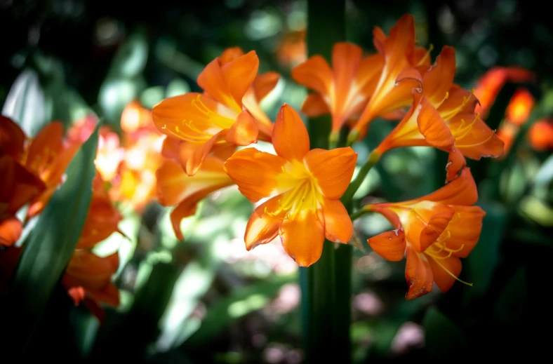 a close up of a bunch of orange flowers, by Phyllis Ginger, unsplash, botanic garden, tropical flower plants, shot on sony a 7, multi - coloured