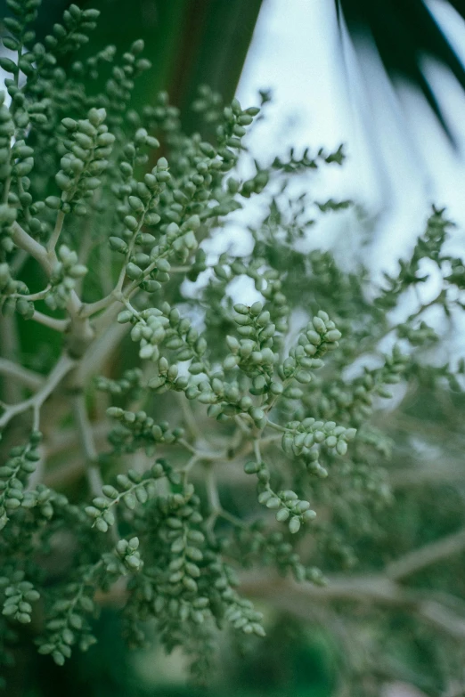 a close up of a bunch of flowers on a tree, hurufiyya, sage green, desert white greenhouse, 1960s color photograph, twirling glowing sea plants