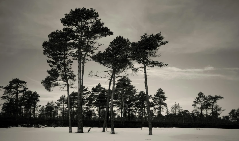 a black and white photo of trees in the snow, a black and white photo, by Jesper Myrfors, unsplash, land art, maritime pine, medium format, large format photograph, old sepia photography