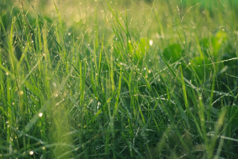 a yellow fire hydrant sitting in the middle of a lush green field, a picture, by Adam Marczyński, grass texture material, knees tucked in | rain falls, at gentle dawn green light, with a lush grass lawn