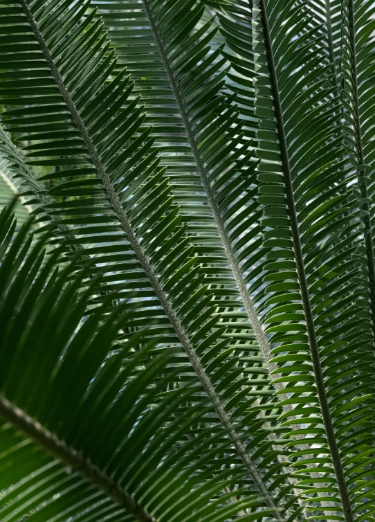 a bird sitting on top of a tree branch, palm pattern visible, many leaves, gills, zoomed in