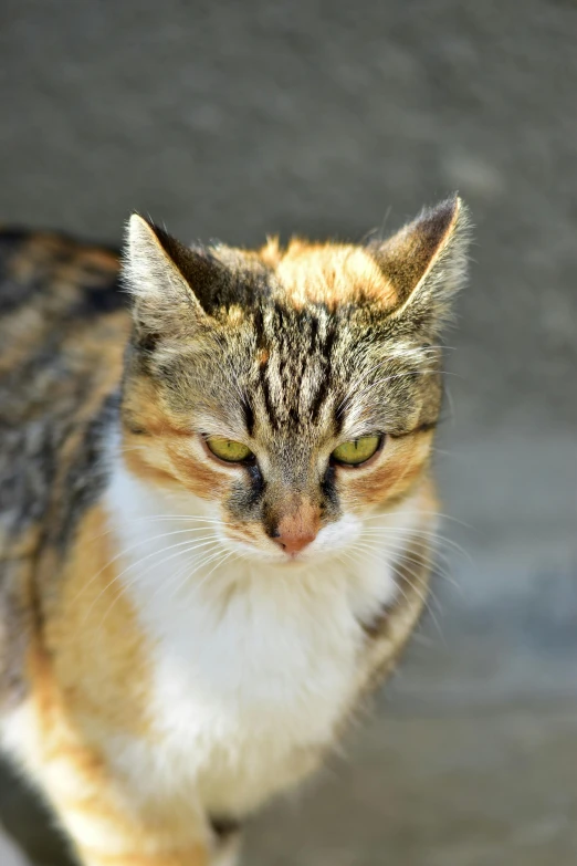 a close up of a cat near a fire hydrant, flickr, she has a distant expression, in the sun, angry look, calico