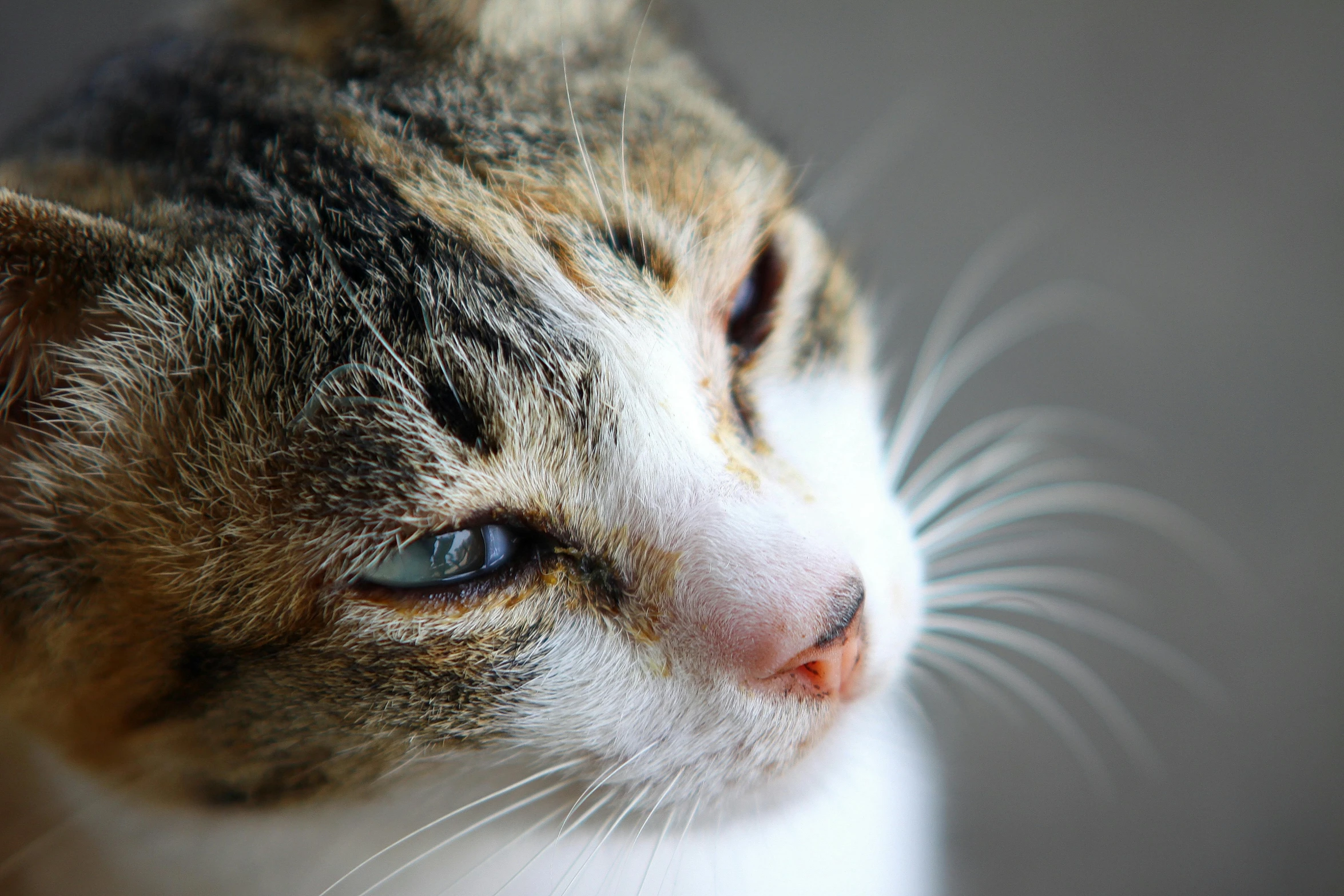 a close up of a cat with blue eyes, by Julia Pishtar, unsplash, noticeable tear on the cheek, calico, short light grey whiskers, instagram post