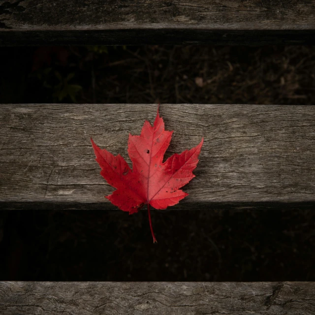 a red leaf sitting on top of a wooden bench, sitting down, a high angle shot, sitting on a bench, on display