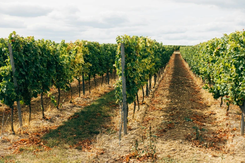 a row of vines in the middle of a field, pexels contest winner, renaissance, slightly sunny weather, southern slav features, profile image, wide high angle view