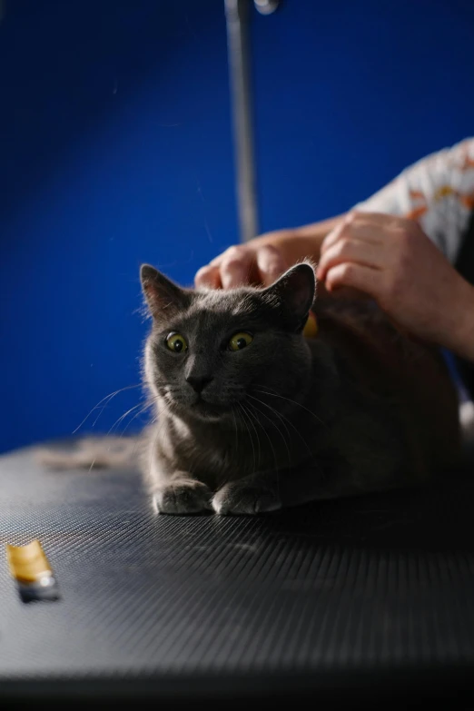 a gray cat sitting on top of a table next to a person, hair detailing, with a blue background, shot with sony alpha, acupuncture treatment