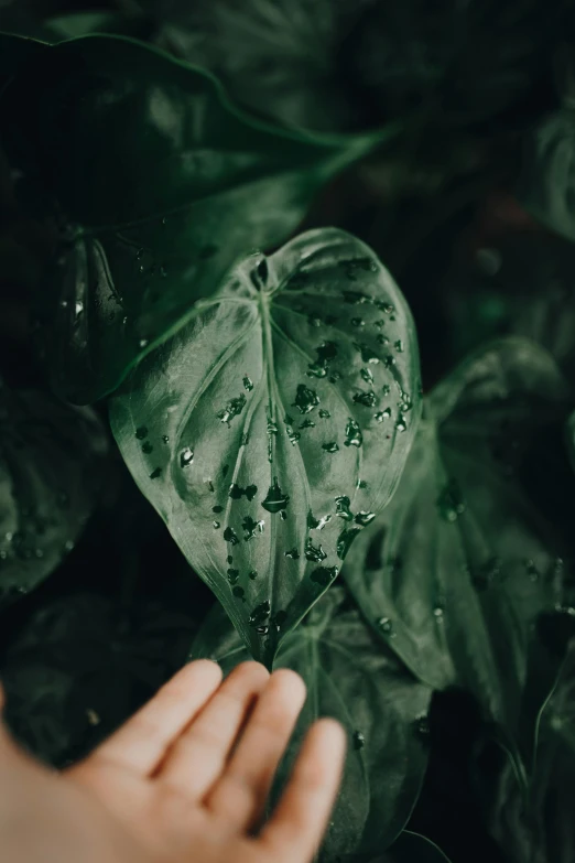 a person holding a leaf with water droplets on it, inspired by Elsa Bleda, pexels contest winner, humid alien jungle, faceted, lush oasis, multi-dimensional
