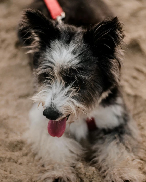 a black and white dog laying on top of a sandy beach, pexels contest winner, smiling playfully, furred, spiky, matted brown fur