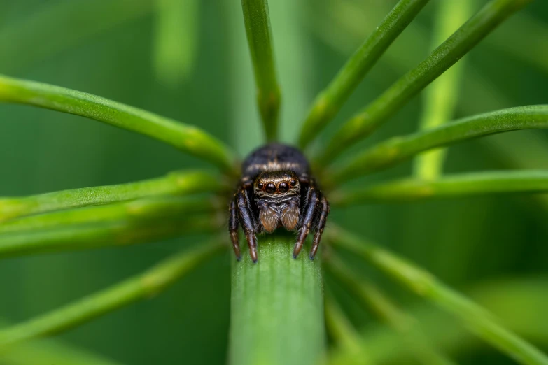 a spider sitting on top of a green plant, front facing the camera