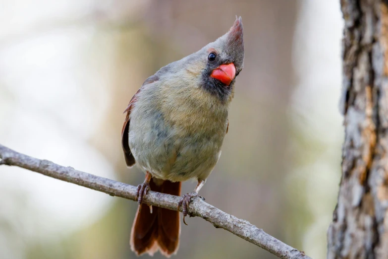 a small bird sitting on top of a tree branch, red birthmark, rounded beak, female gigachad, unsplash photo contest winner