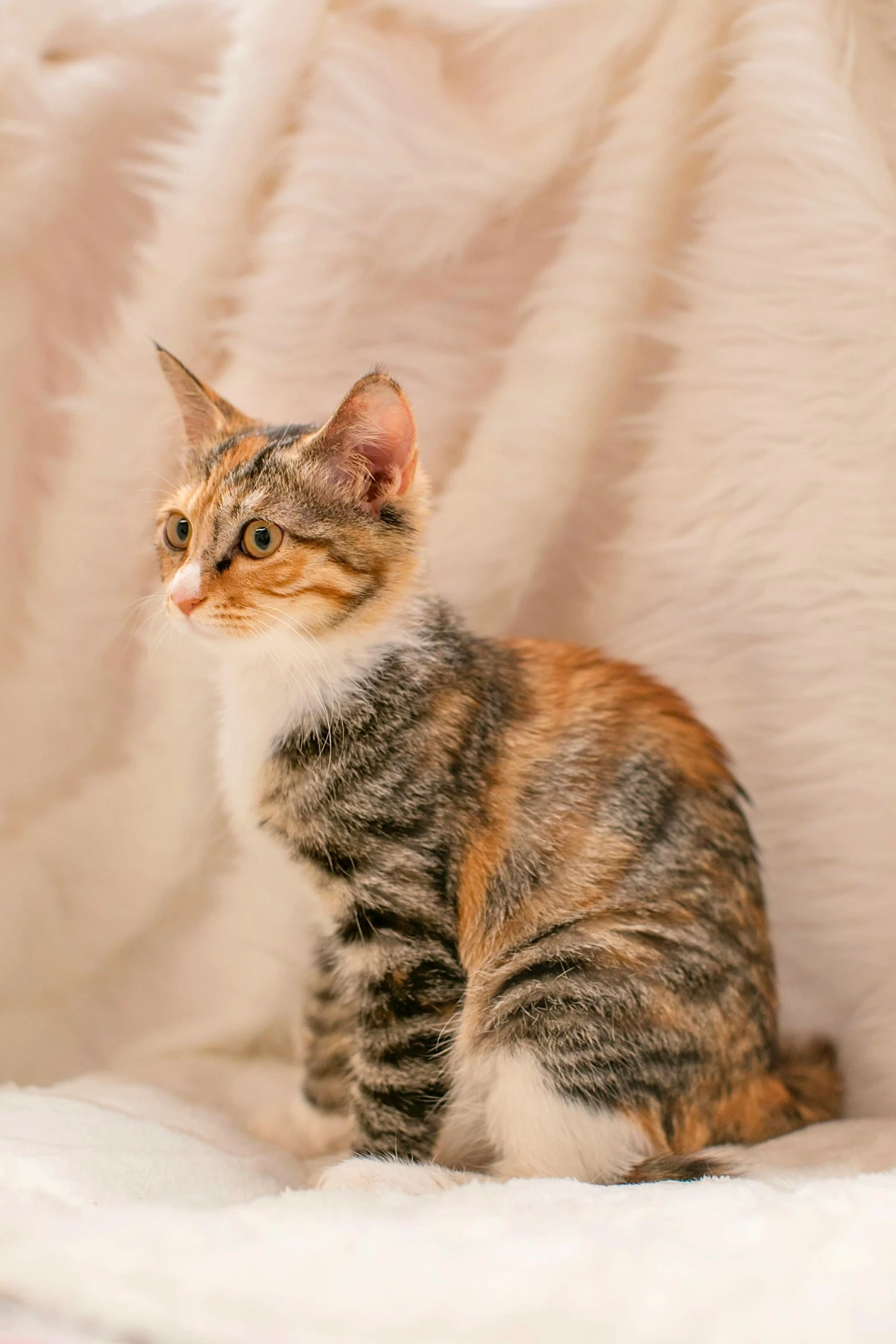 a cat sitting on top of a white blanket