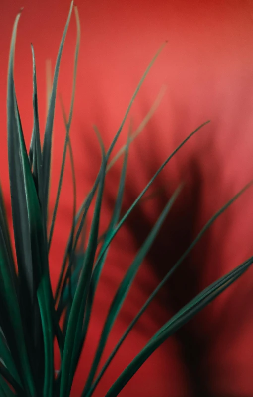 a close up of a plant in front of a red wall, pexels, gradient from green to black, soft vinyl, sharp spines, indoor picture