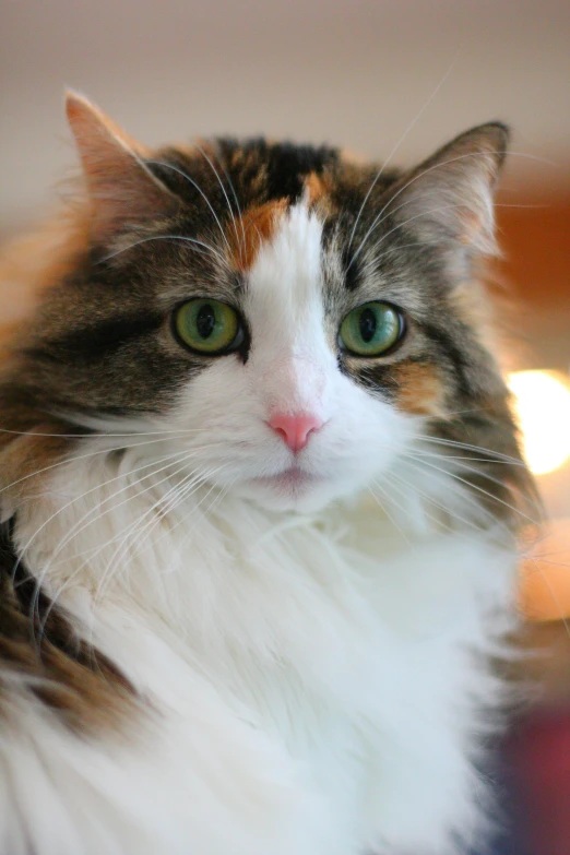 a close up of a cat with green eyes, posing for the camera, poofy, multicoloured, but a stern look about her