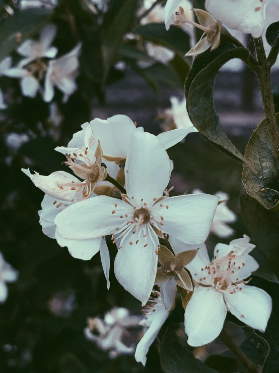 a close up of a white flower on a tree, a polaroid photo, inspired by Elsa Bleda, trending on unsplash, 🌸 🌼 💮, lush plants flowers, manuka, moody aesthetic