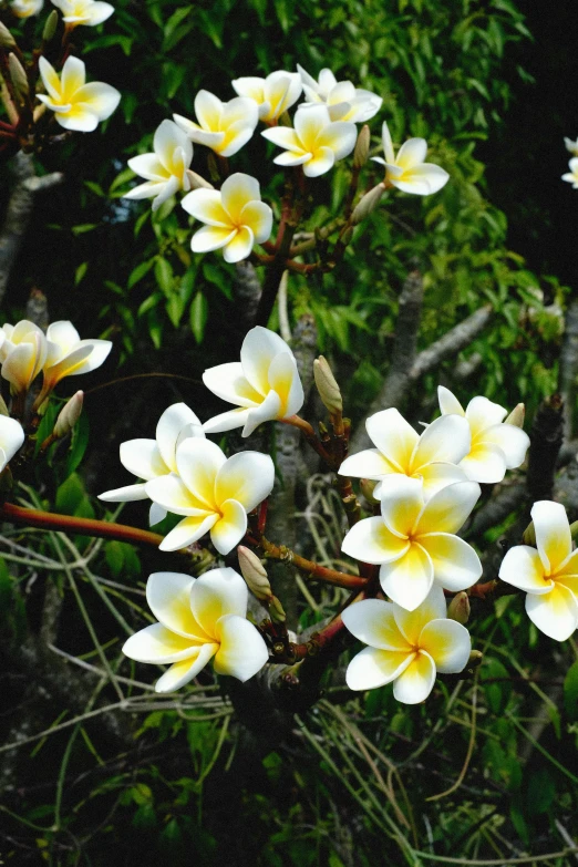 a bunch of white and yellow flowers on a tree, tropical setting, taken in the late 2000s, link, lagoon