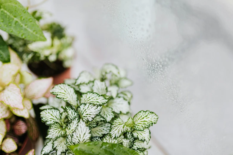 a green plant sitting on top of a table next to a leafy plant