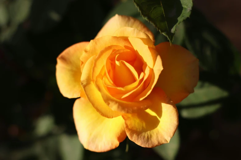 a close up of a yellow rose with green leaves, pexels, light orange values, evening sun, slide show, high quality photo