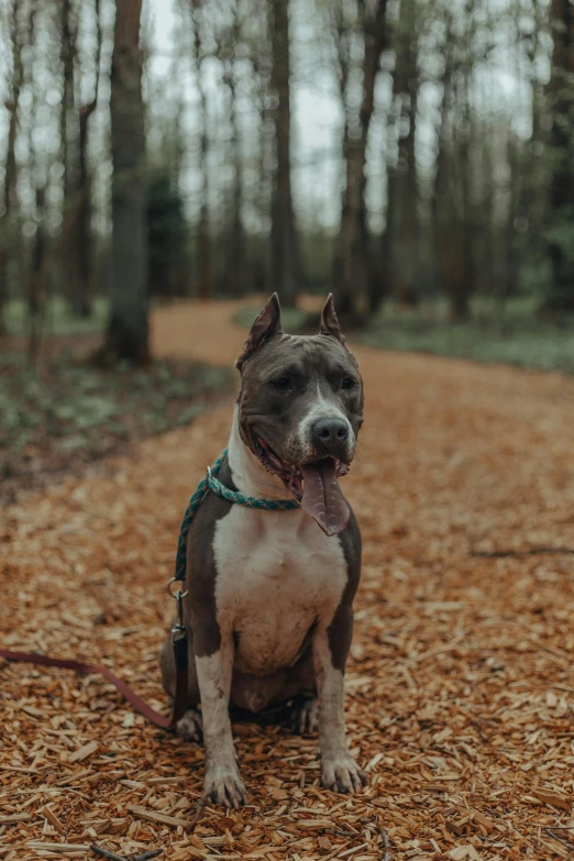 a dog sitting on the ground in the woods, by Jan Tengnagel, unsplash, pitbull, overcast mood, non-binary, a wooden