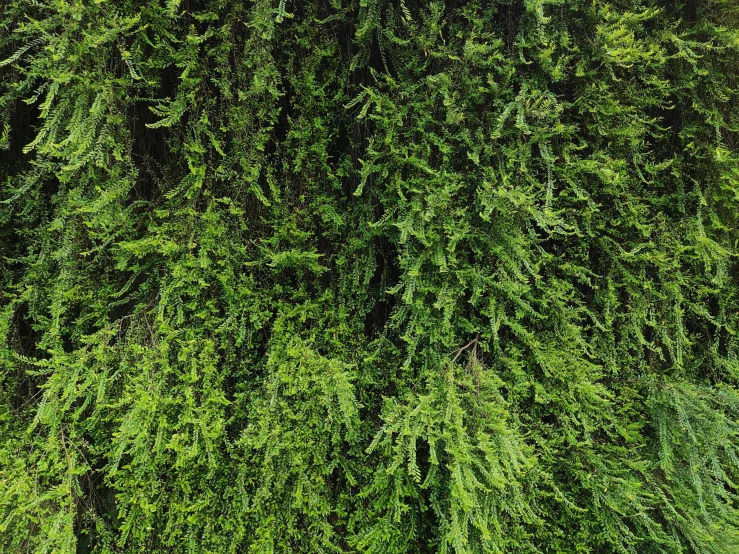 a close up of a tree with green leaves, by Jan Rustem, seamless texture, cypresses, shot on hasselblad, verdant plant wall