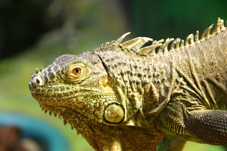 a close up of a lizard on a tree branch, pexels contest winner, iguana, highly detailed realistic, 🦩🪐🐞👩🏻🦳, gold green creature