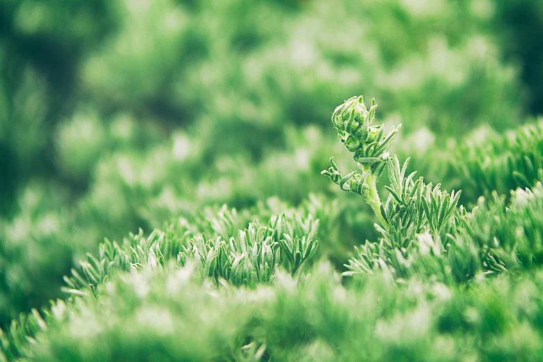 a close up of a plant with green leaves, by Adam Marczyński, unsplash, the tree is growing on a meadow, green fur, retro stylised, shot on sony a 7