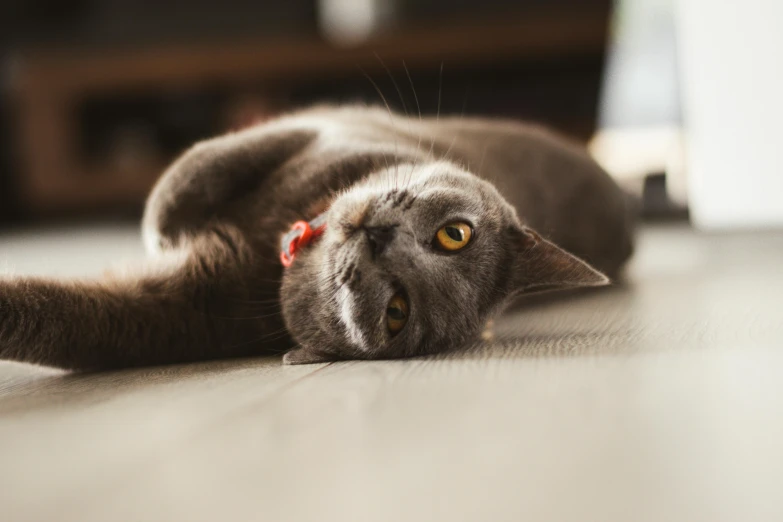 a cat laying on its back on the floor, pexels contest winner, a red bow in her hair, grey-eyed, button nose, gif