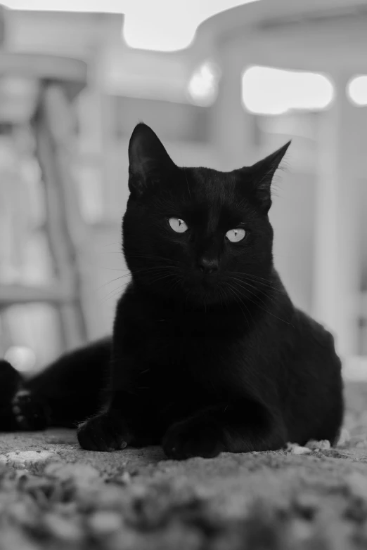 a black cat is sitting on the floor, by Felix-Kelly, monochromatic, black + white, a handsome, hecate