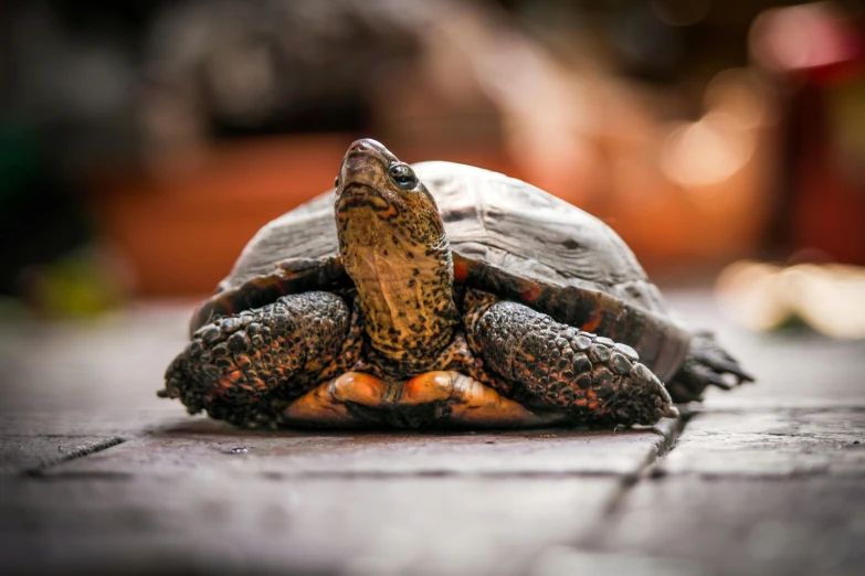 a turtle that is laying down on the ground, a portrait, pexels contest winner, renaissance, brown, ready to model, professionally post-processed, instagram post