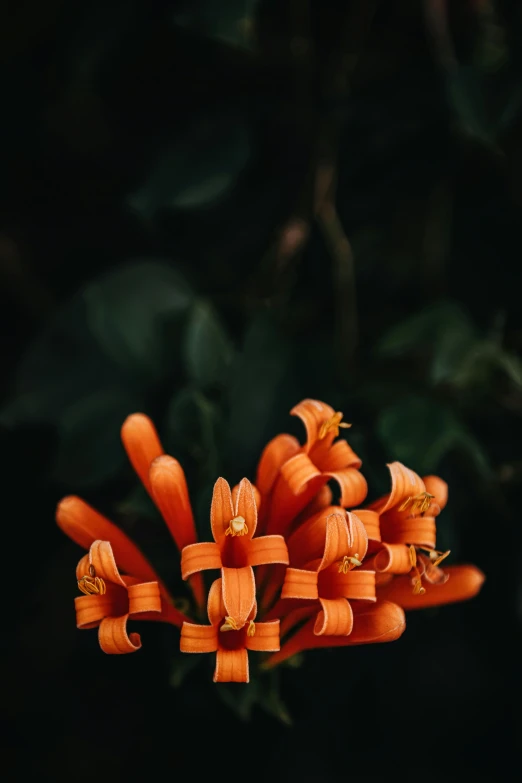 an orange flower with green leaves in the background, by Elsa Bleda, unsplash contest winner, hurufiyya, devils horns, rubrum lillies, captured in low light, chile