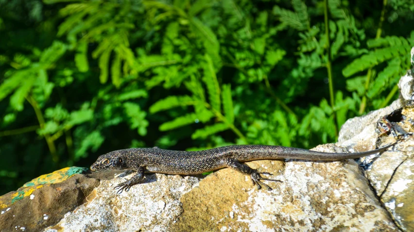 a lizard that is sitting on a rock, by Alison Watt, pexels contest winner, renaissance, st cirq lapopie, sun dappled, black, newts