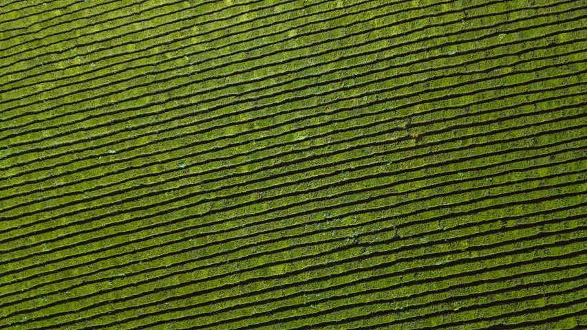 a man standing on top of a lush green hillside, a stipple, inspired by Andreas Gursky, pexels, renaissance, roofing tiles texture, diagonal lines, very little moss, detail texture