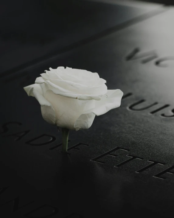 there is a white rose on the grave
