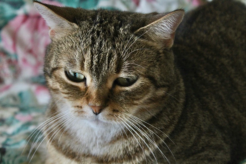 a close up of a cat on a bed, scowl, highly polished, she's sad, wikimedia commons