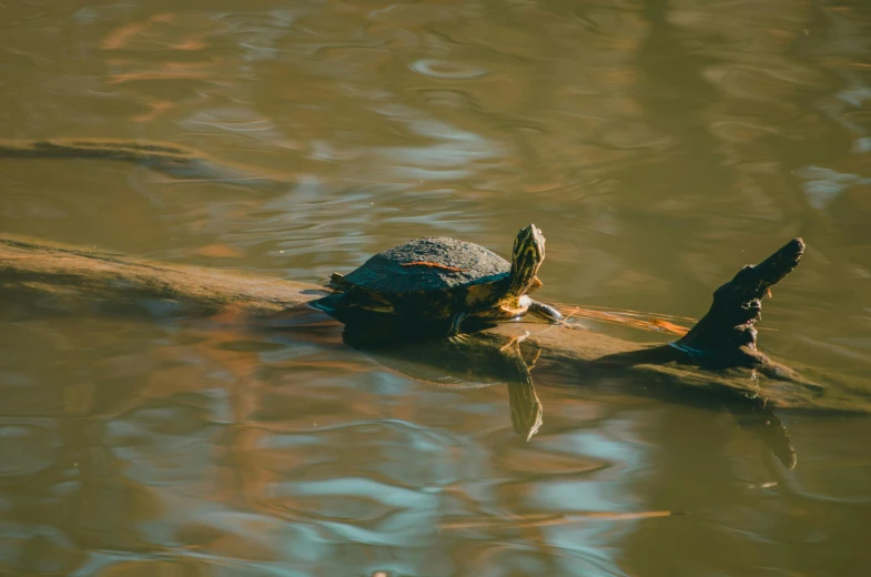 a turtle sitting on top of a log in the water, pexels contest winner, 🦩🪐🐞👩🏻🦳, retro stylised, single long stick, a wooden