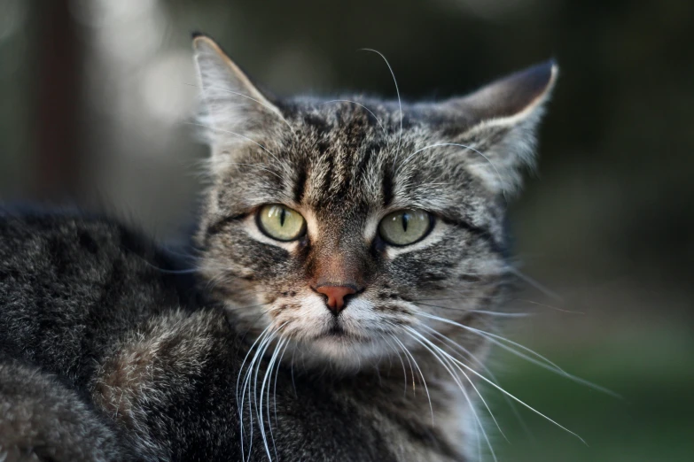 a close up of a cat with green eyes, a portrait, unsplash, australian, outdoor photo, scruffy looking, grey