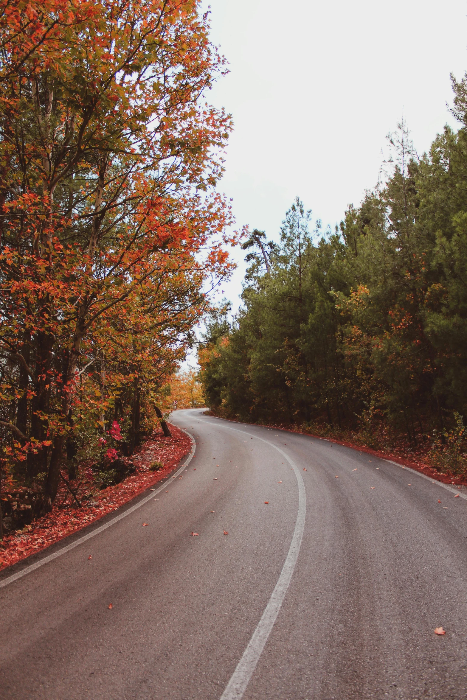 a red stop sign sitting on the side of a road, pexels contest winner, curved trees, 2 5 6 x 2 5 6 pixels, autumn! colors, greece