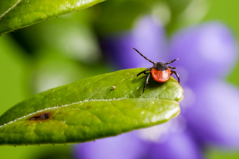 a red bug sitting on top of a green leaf, by Julian Allen, sensors, ap, contain, violet spiders