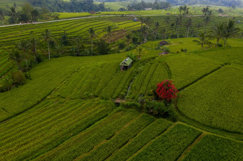 an aerial view of a lush green field, by Daren Bader, pexels, sumatraism, square, stacked image, holiday, gray