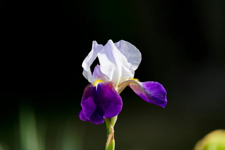 a close up of a purple and white flower, glowing iris, 2022 photograph, multicoloured, solitude