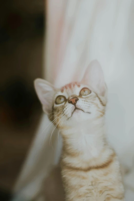 a cat sitting on top of a bed next to a curtain, a picture, trending on unsplash, head looking up, albino, close up head shot, soft vinyl