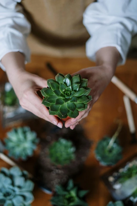 a person holding a plant in their hands, flat lay, 'wherever you go, made of glazed, foreground