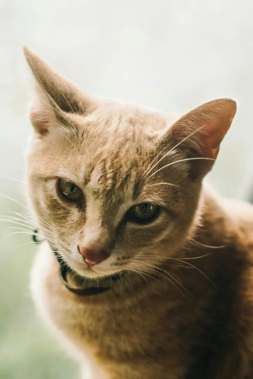 a close up of a cat sitting on a window sill, unsplash, wearing collar, scowling, a blond, hr ginger