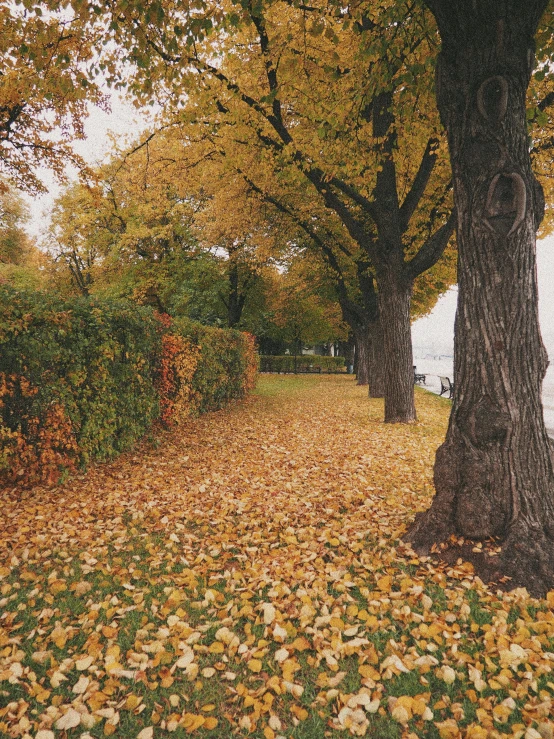 a row of trees next to a body of water, covered in leaves, photo of zurich, yellow carpeted, ((trees))