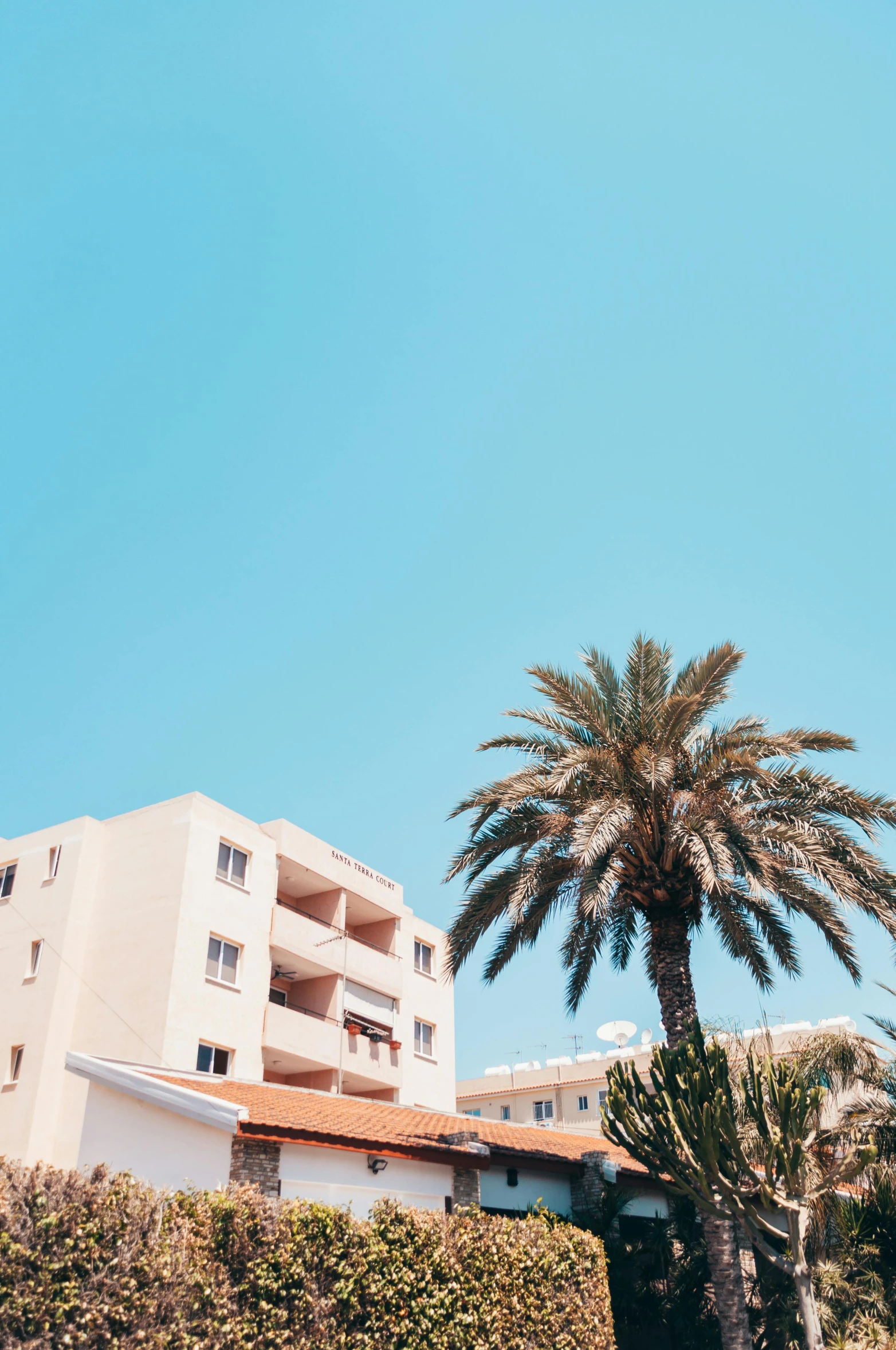 a tall tree sitting next to a large white building