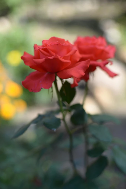 two red roses are in a garden setting