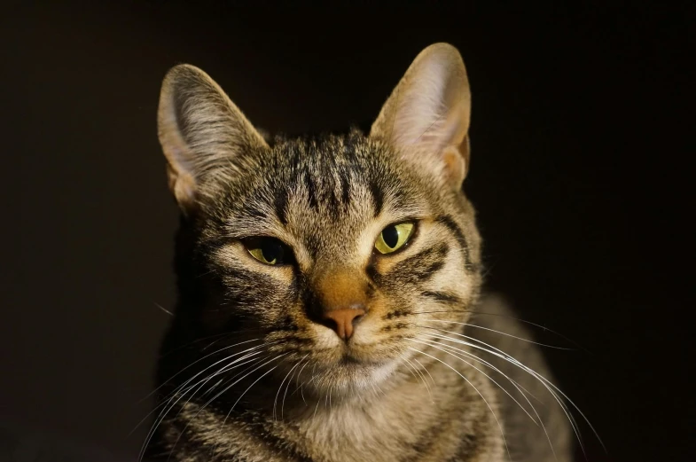 a close up of a cat looking at the camera, a portrait, unsplash, paul barson, mixed animal, brown, as photograph