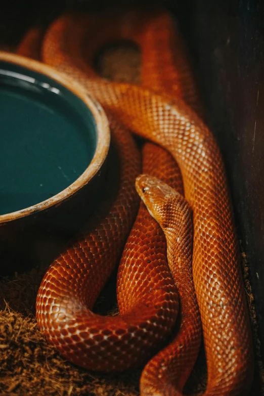 a snake sitting next to a bowl of water, cinnamon skin color, brilliantly coloured, caramel, amazonian