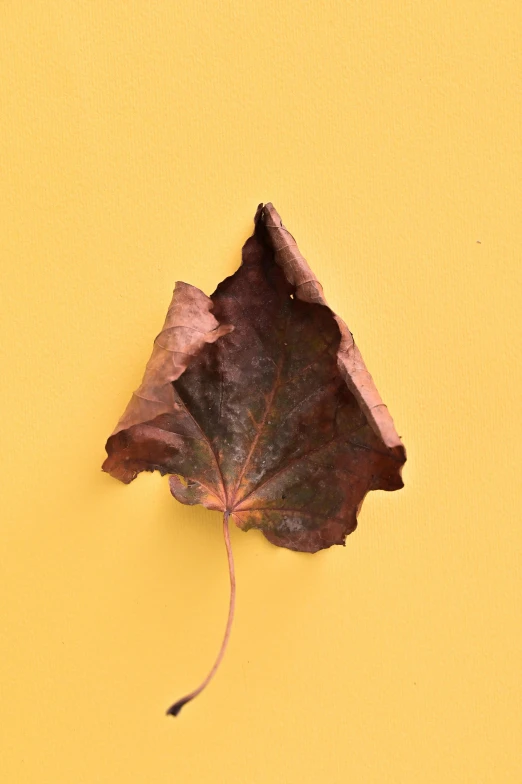 a close up of a leaf on a yellow surface, an album cover, single image, renaissance autumnal, detailed product image, single subject