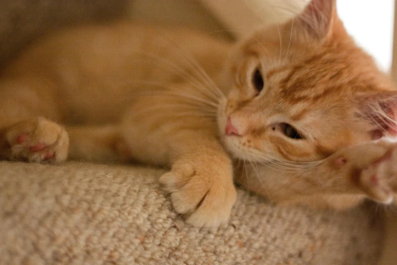 an orange cat laying on top of a cat tree, holding paws, upclose, soft surfaces, bowater charlie