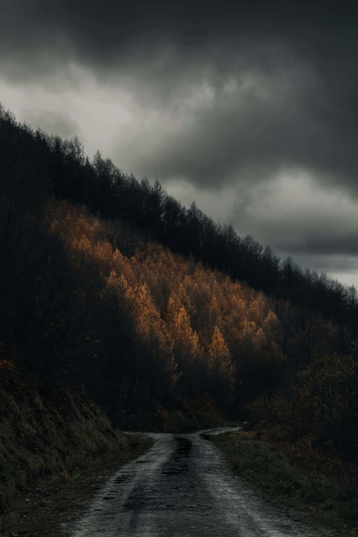 a long, dirty road leading to some very tall trees